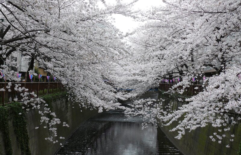 Cherry Blossom Tunnel — White, Serene, Spring, Photograph, River, Trees, Flags, Buildings, Green, Gray