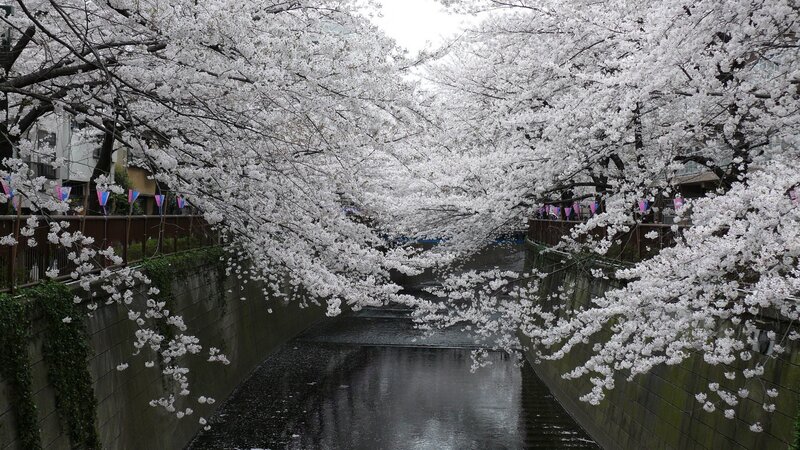 Cherry Blossom Tunnel — White, Serene, Spring, Photograph, River, Trees, Flags