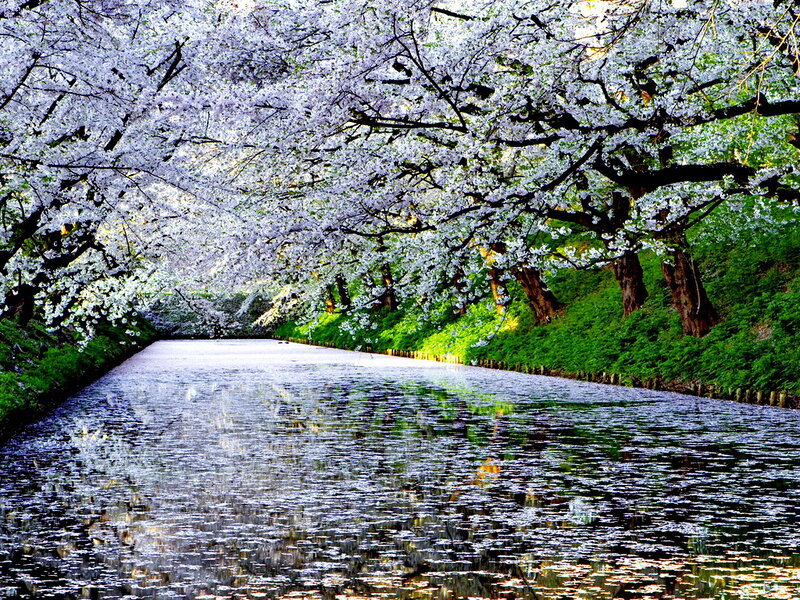 Cherry Blossom Tunnel — White, Serene, Spring, Photograph, River, Trees, Greenery