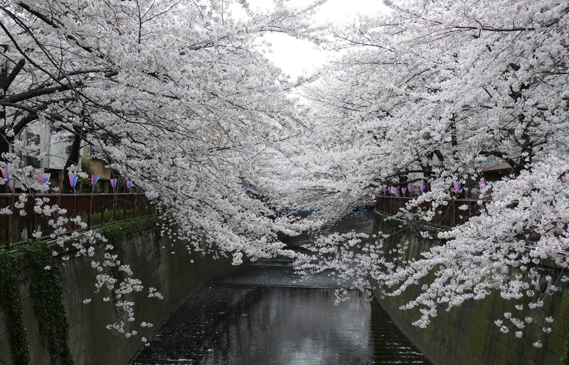 Cherry Blossom Tunnel — White, Serene, Spring, Photograph, River, Trees