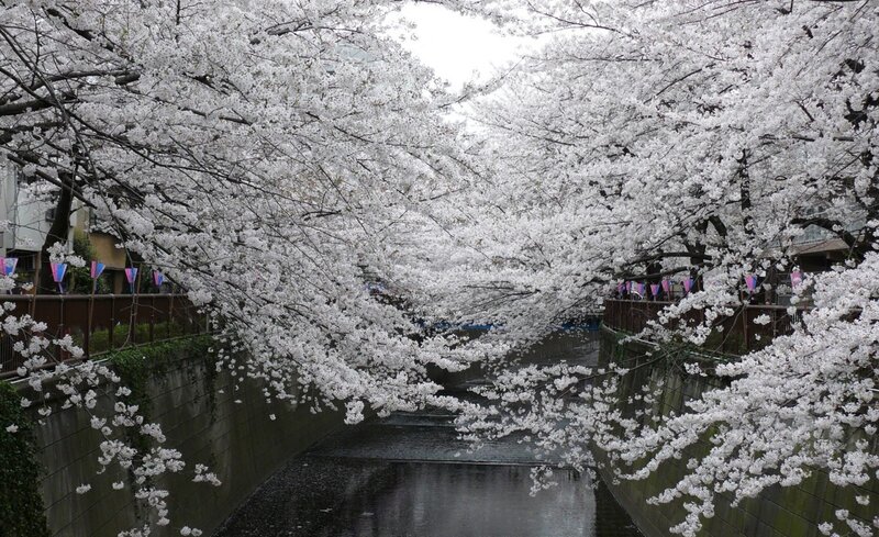 Cherry Blossom Tunnel — White, Serene, Spring, Photograph