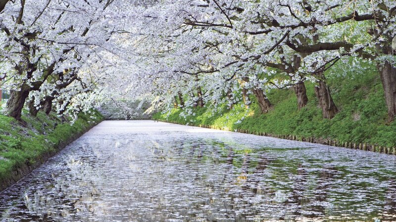 Cherry Blossom Tunnel — White, Serene, Spring, Photograph, Trees