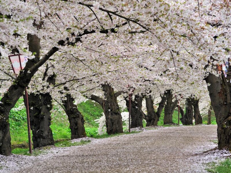 Cherry Blossom Tunnel — White, Serene, Spring