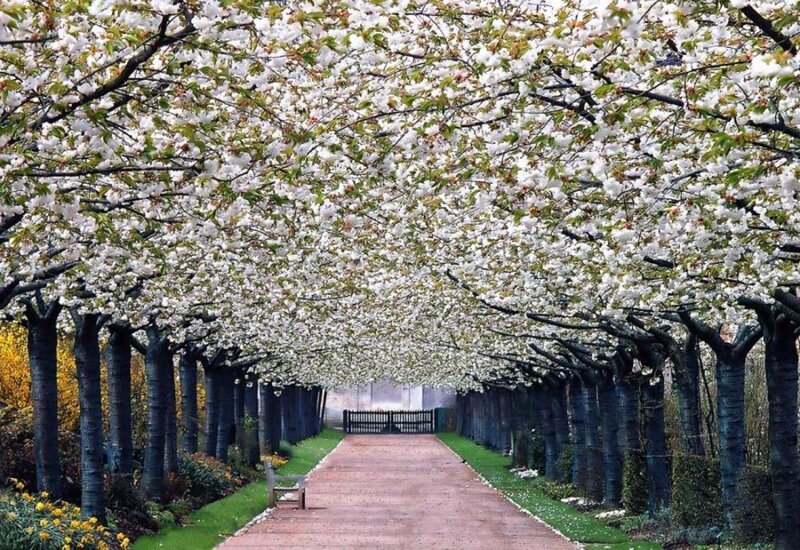 Cherry Blossom Tunnel — White