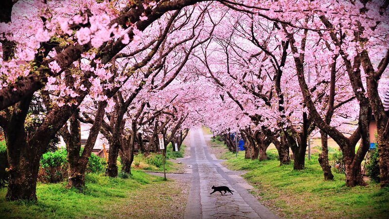 Cherry blossom tunnel with cat