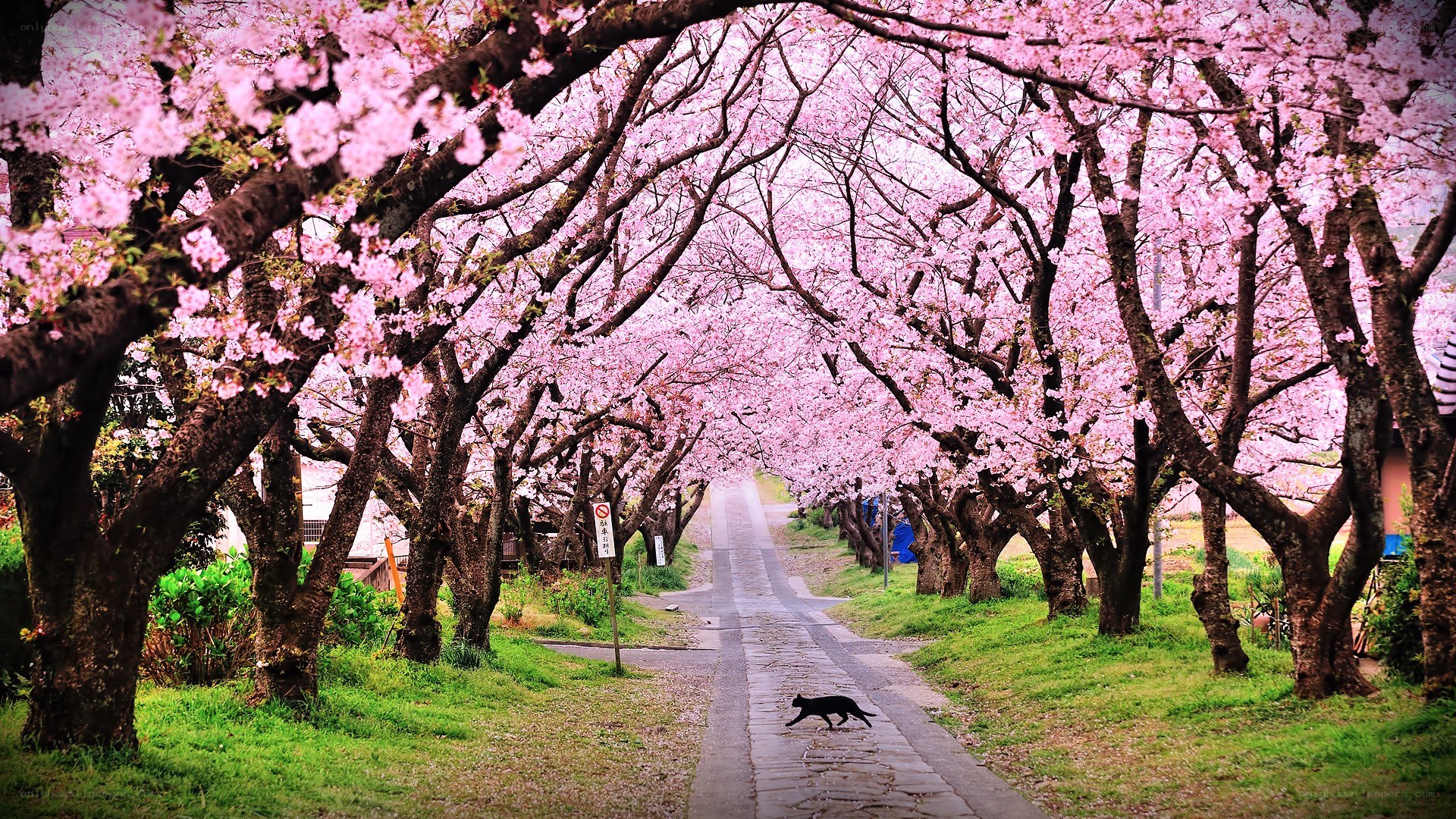 Cherry blossom tunnel with cat
