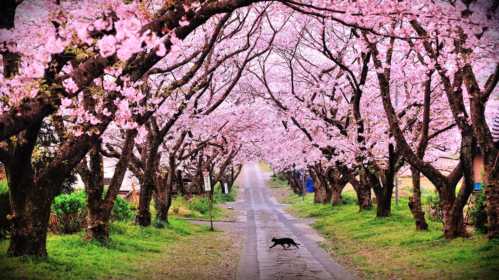 Cherry blossom tunnel with cat