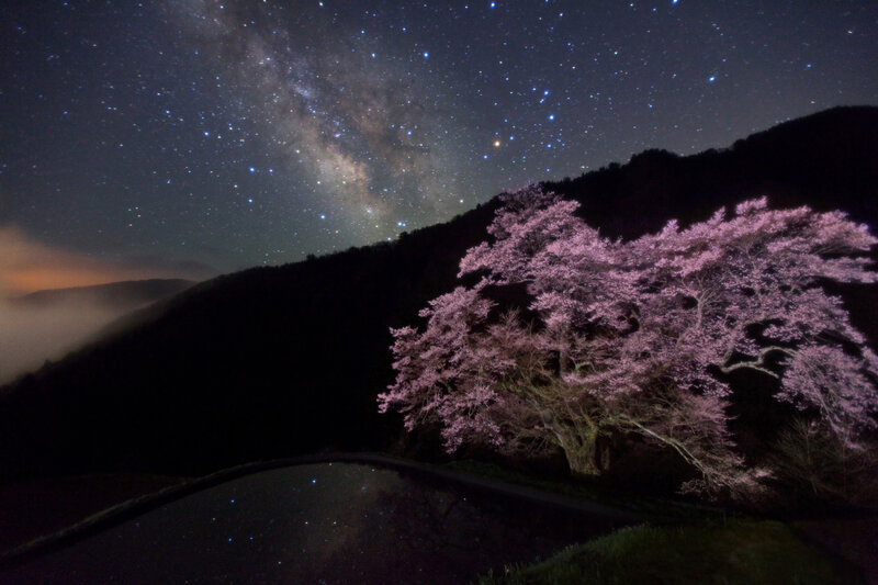 Cherry blossom under the Milky Way