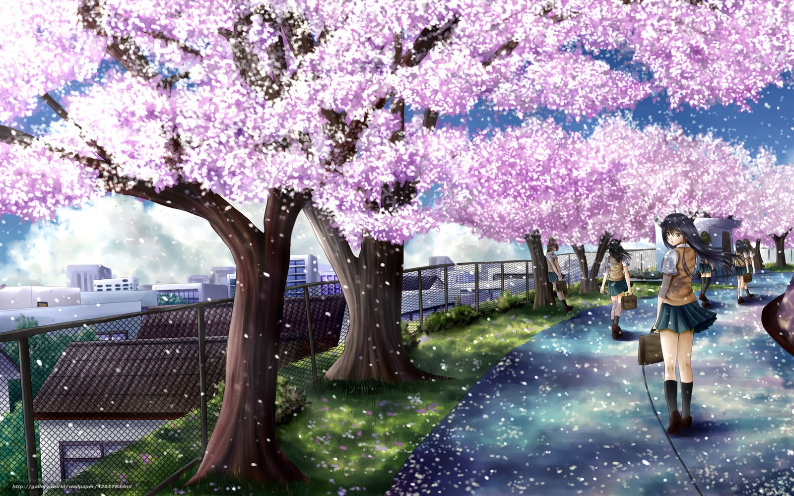 Cherry blossom walk