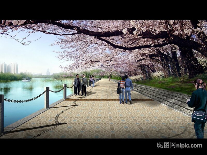 Cherry blossom walkway by the river