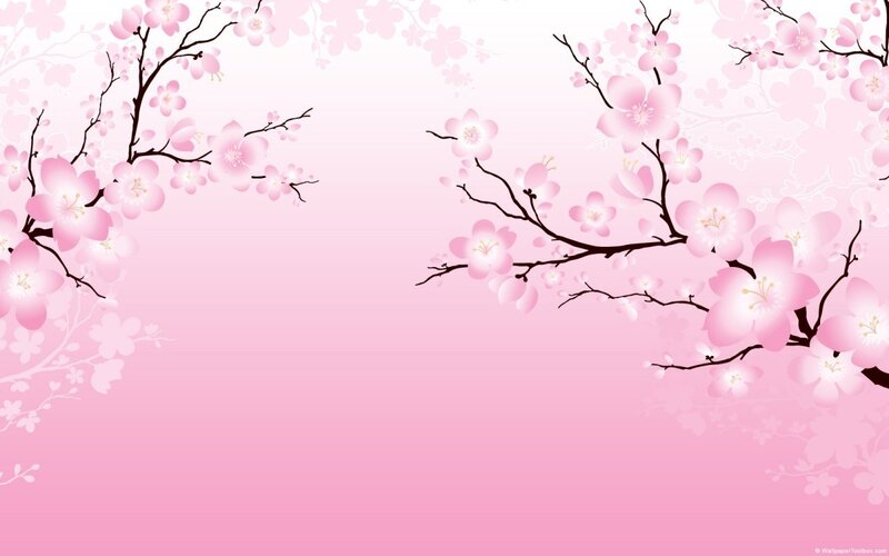 cherry blossom wallpaper