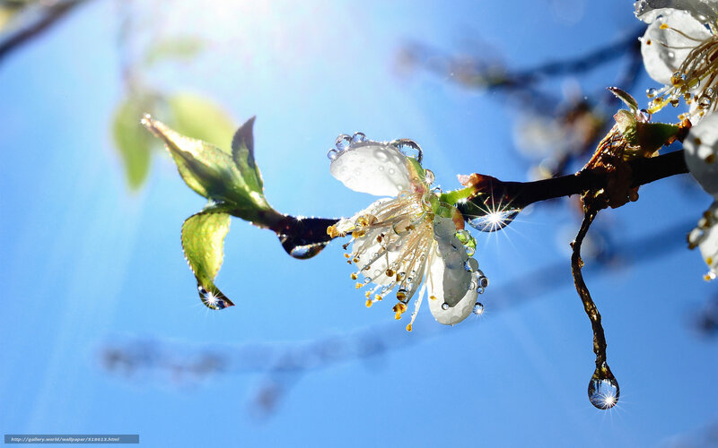 Cherry blossom with dew drops