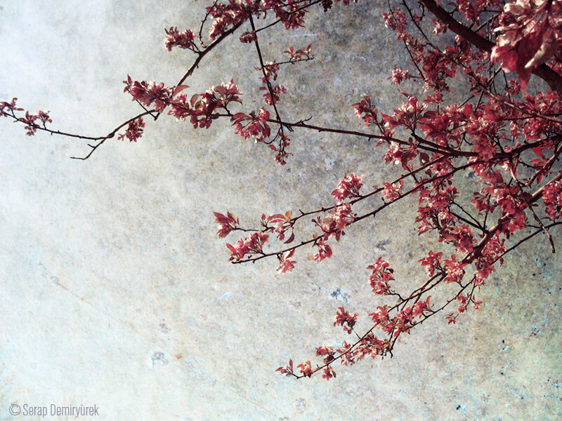 cherry blossoms against a textured sky