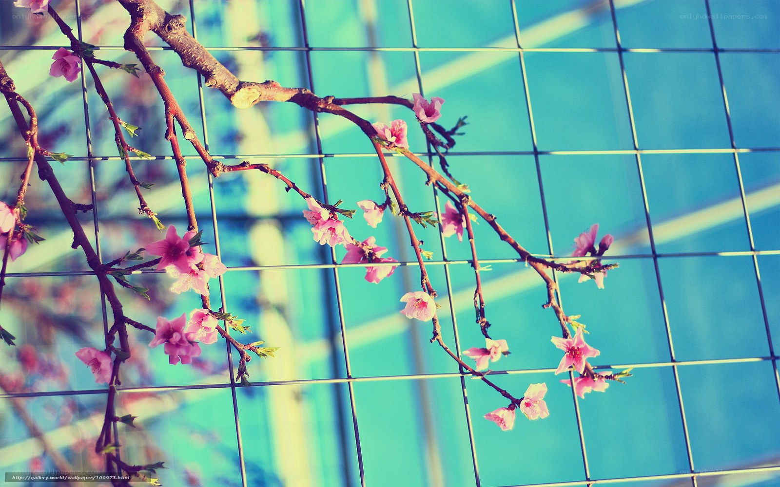 Cherry blossoms against blue grid