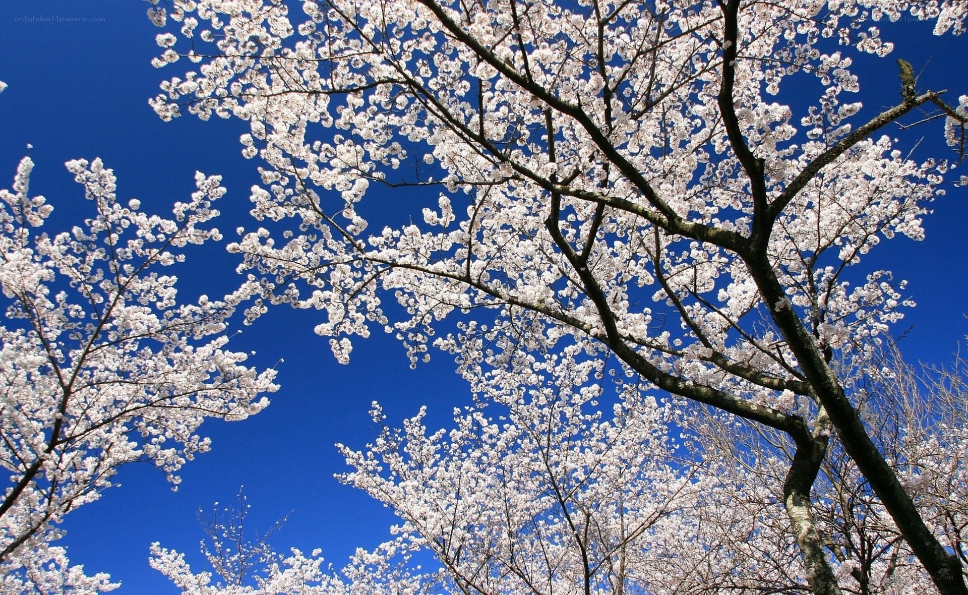Cherry blossoms against blue sky