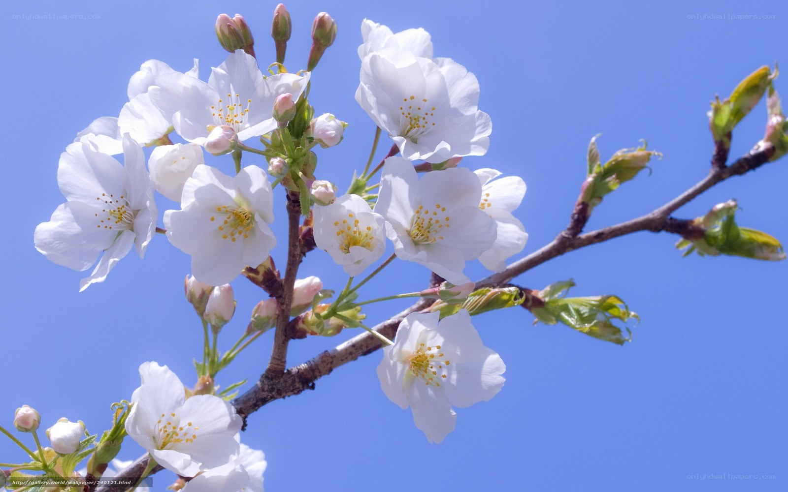 Cherry blossoms against blue sky