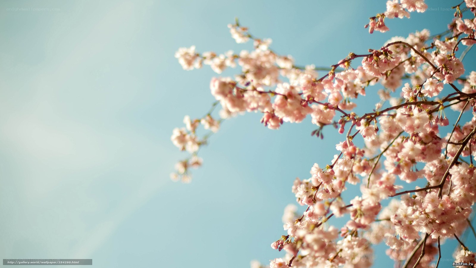 Cherry blossoms against blue sky