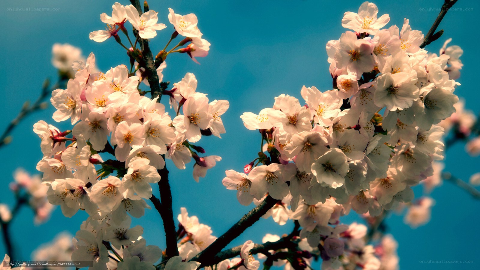 cherry blossoms against blue sky