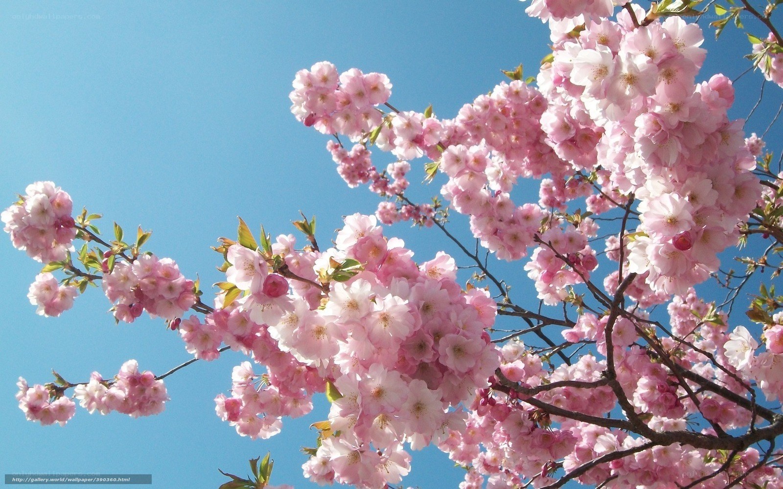 Cherry blossoms against blue sky