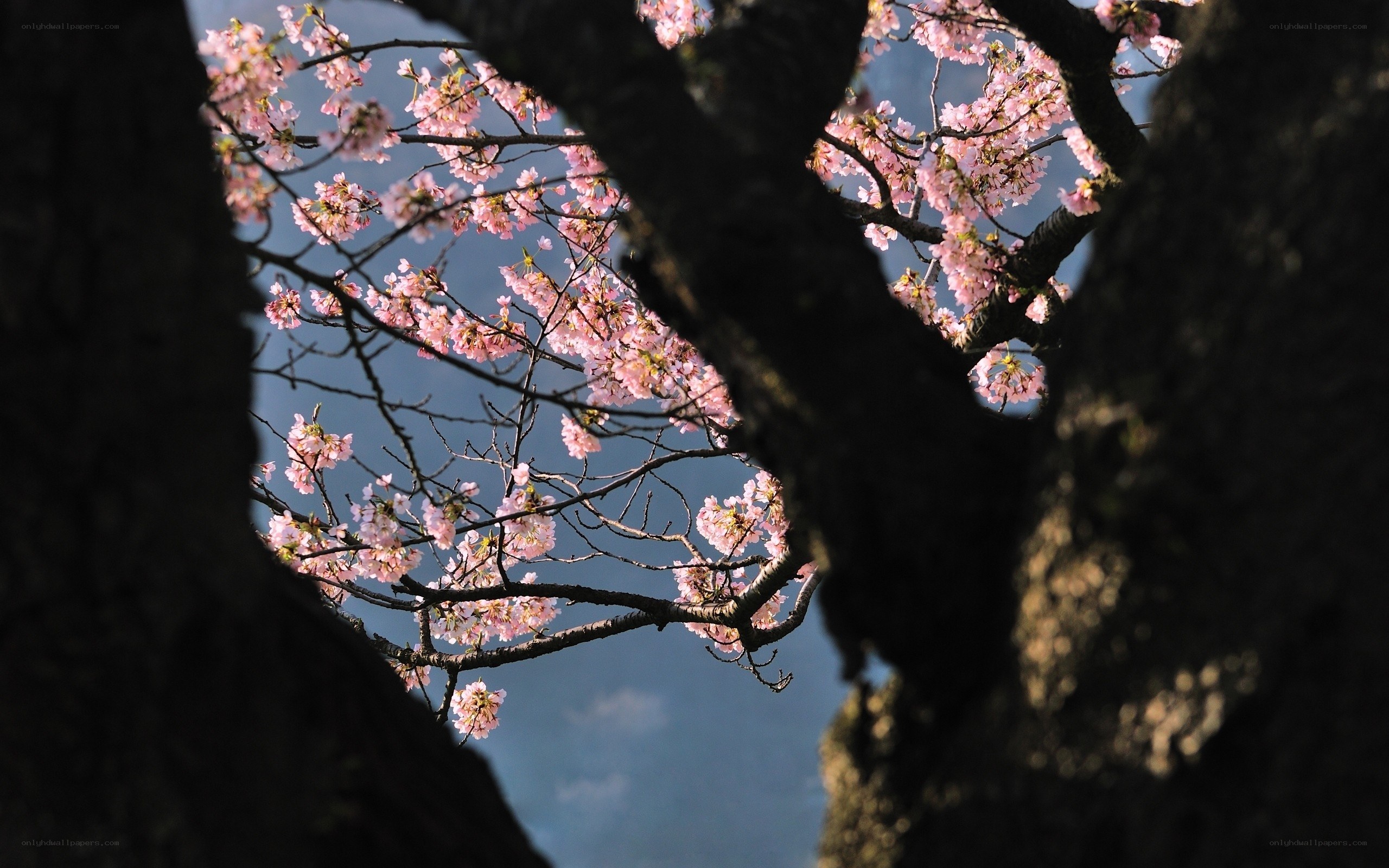 Cherry blossoms against blue sky