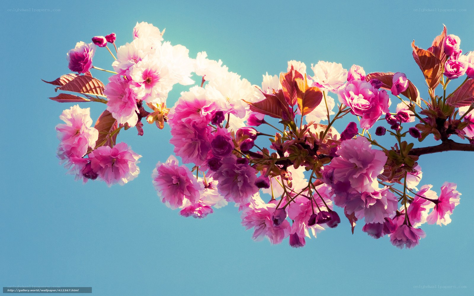 cherry blossoms against blue sky
