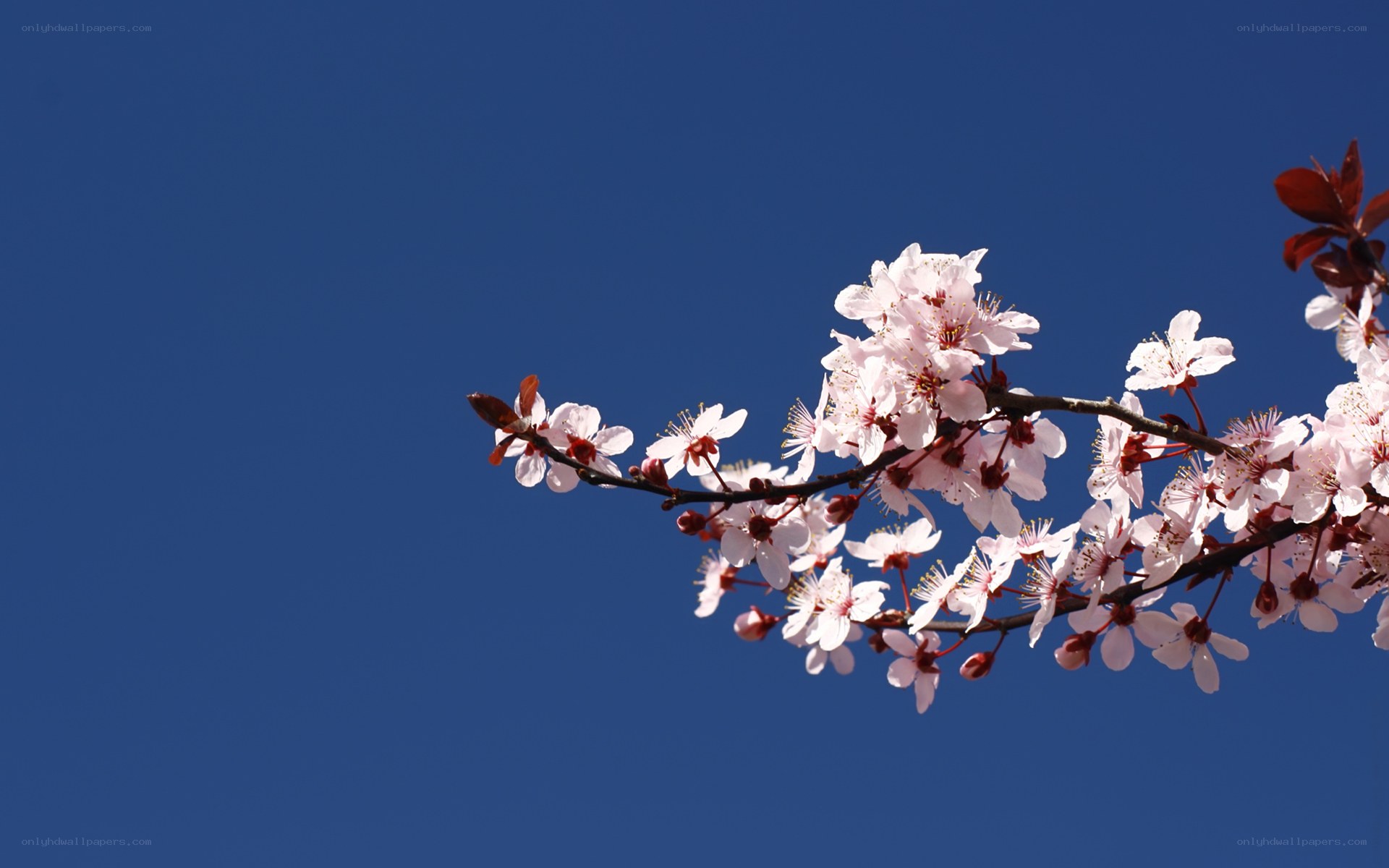 cherry blossoms against blue sky