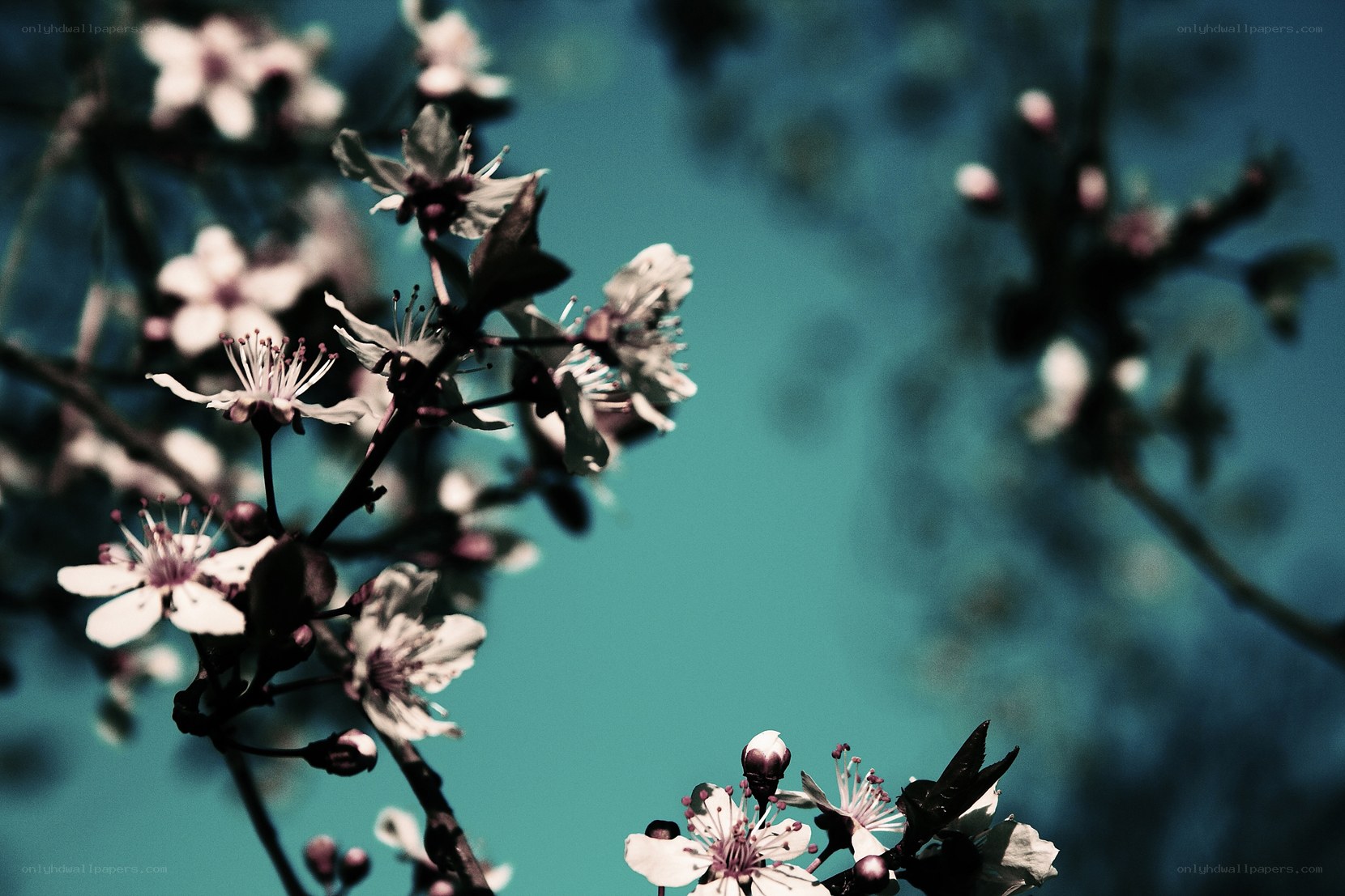 cherry blossoms against blue sky