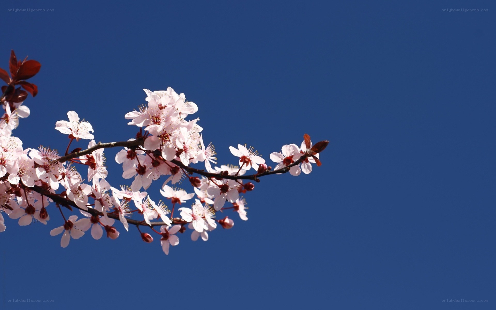 cherry blossoms against blue sky