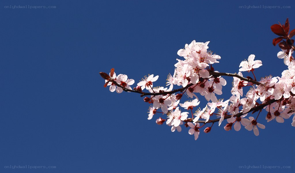 cherry blossoms against blue sky