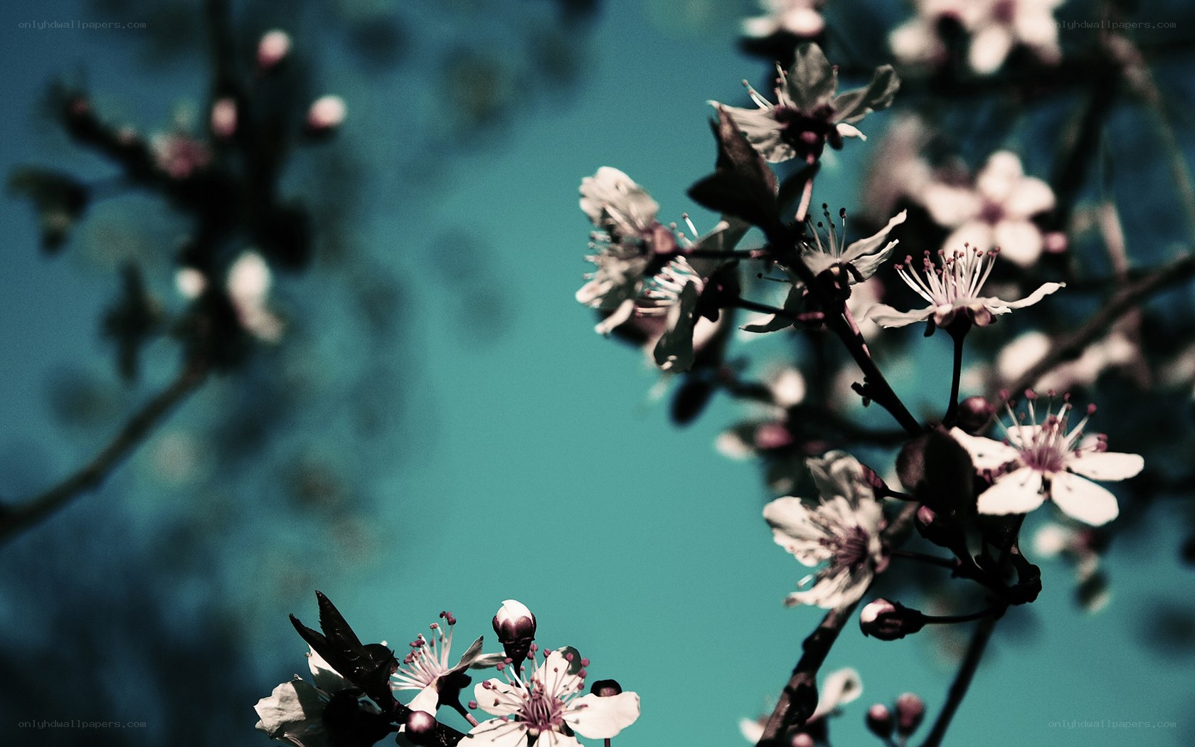 cherry blossoms against blue sky
