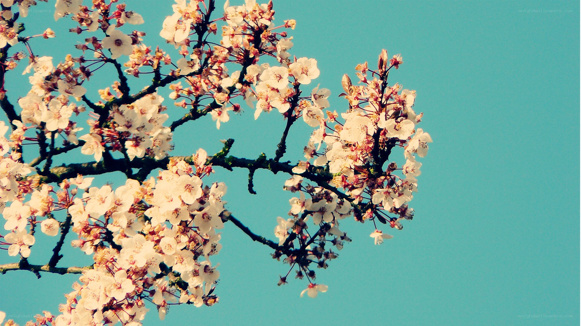 cherry blossoms against blue sky