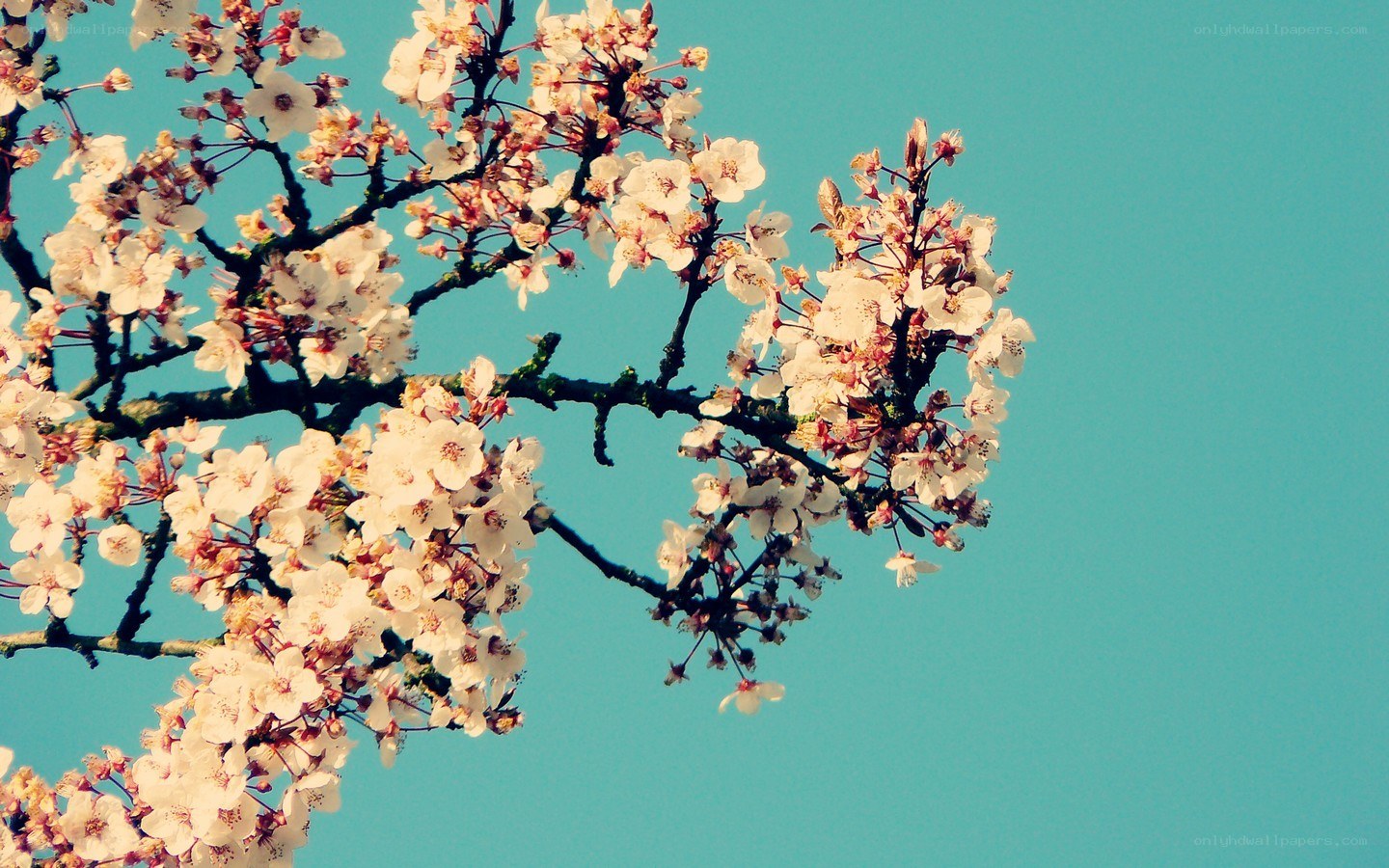 Cherry blossoms against blue sky