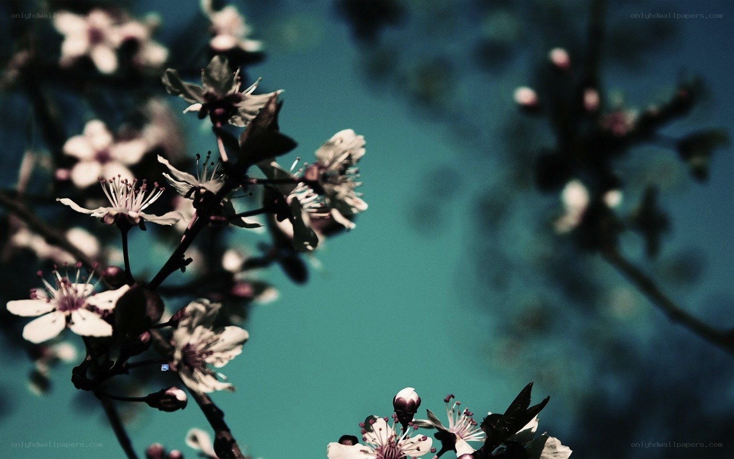 cherry blossoms against blue sky