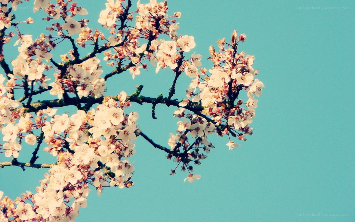 cherry blossoms against blue sky