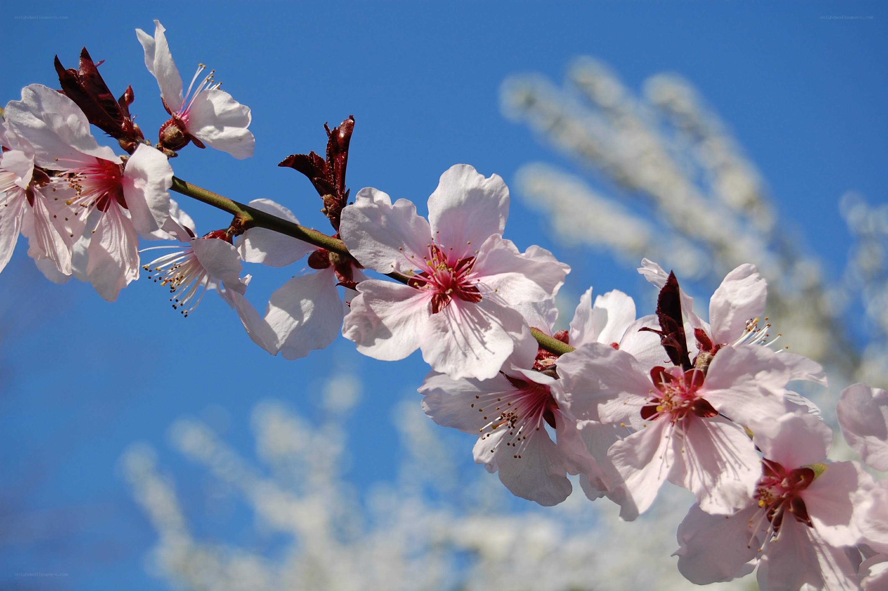 cherry blossoms against blue sky