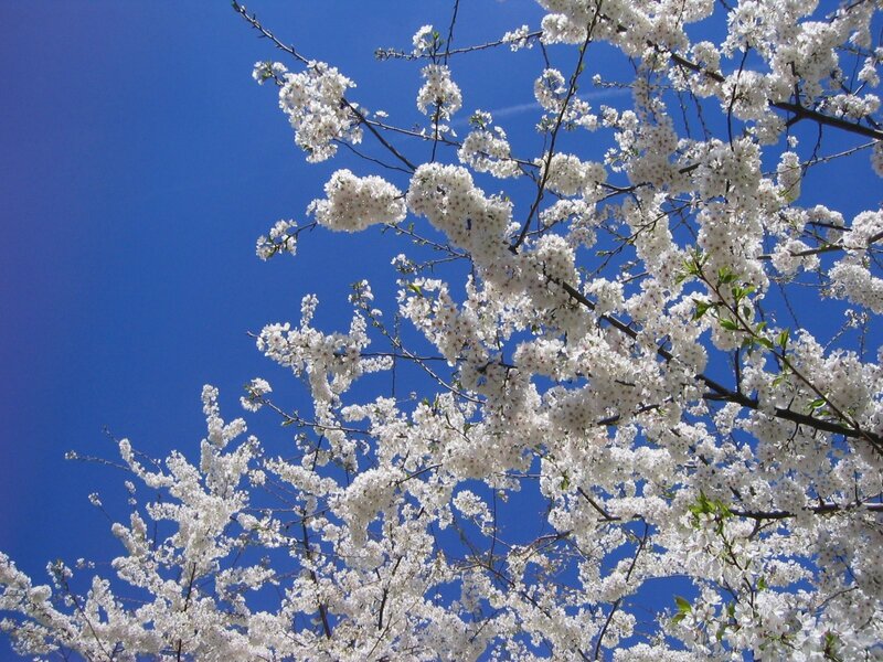 Cherry blossoms against blue sky