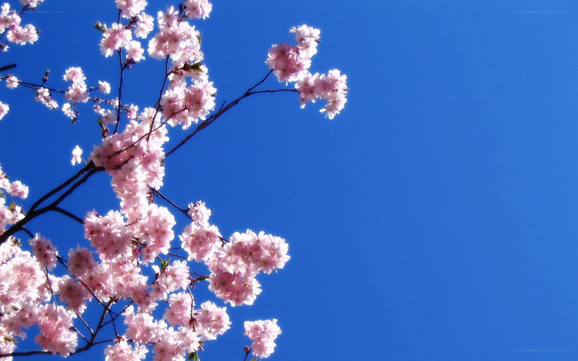 cherry blossoms against blue sky