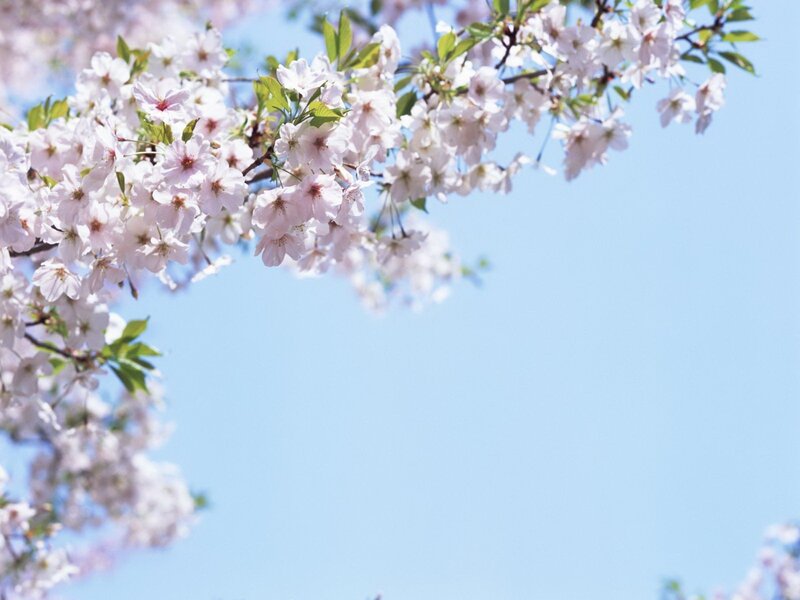 Cherry blossoms against blue sky