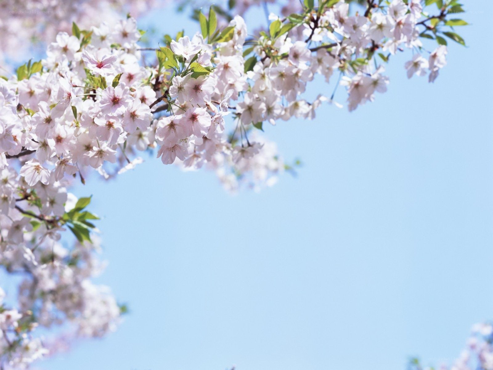Cherry blossoms against blue sky
