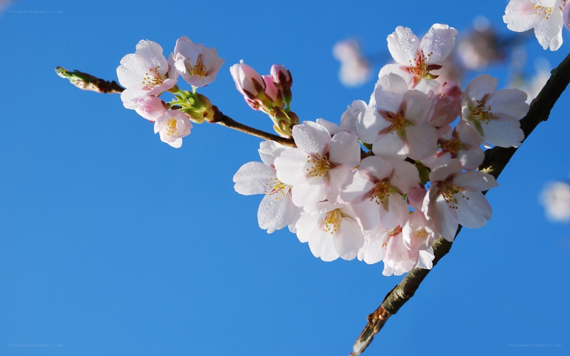 cherry blossoms against blue sky