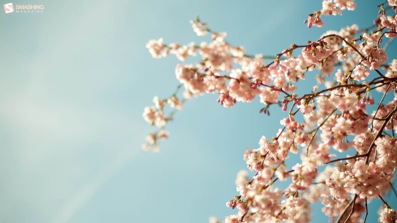 cherry blossoms against blue sky