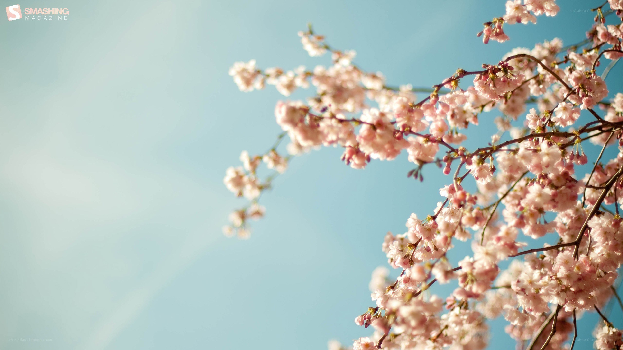 cherry blossoms against blue sky
