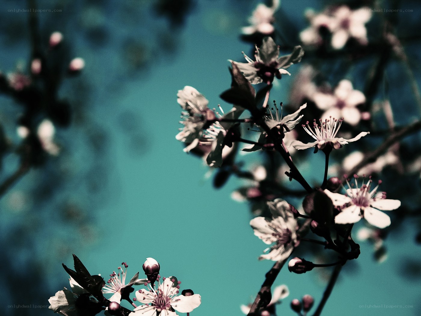 cherry blossoms against blue sky