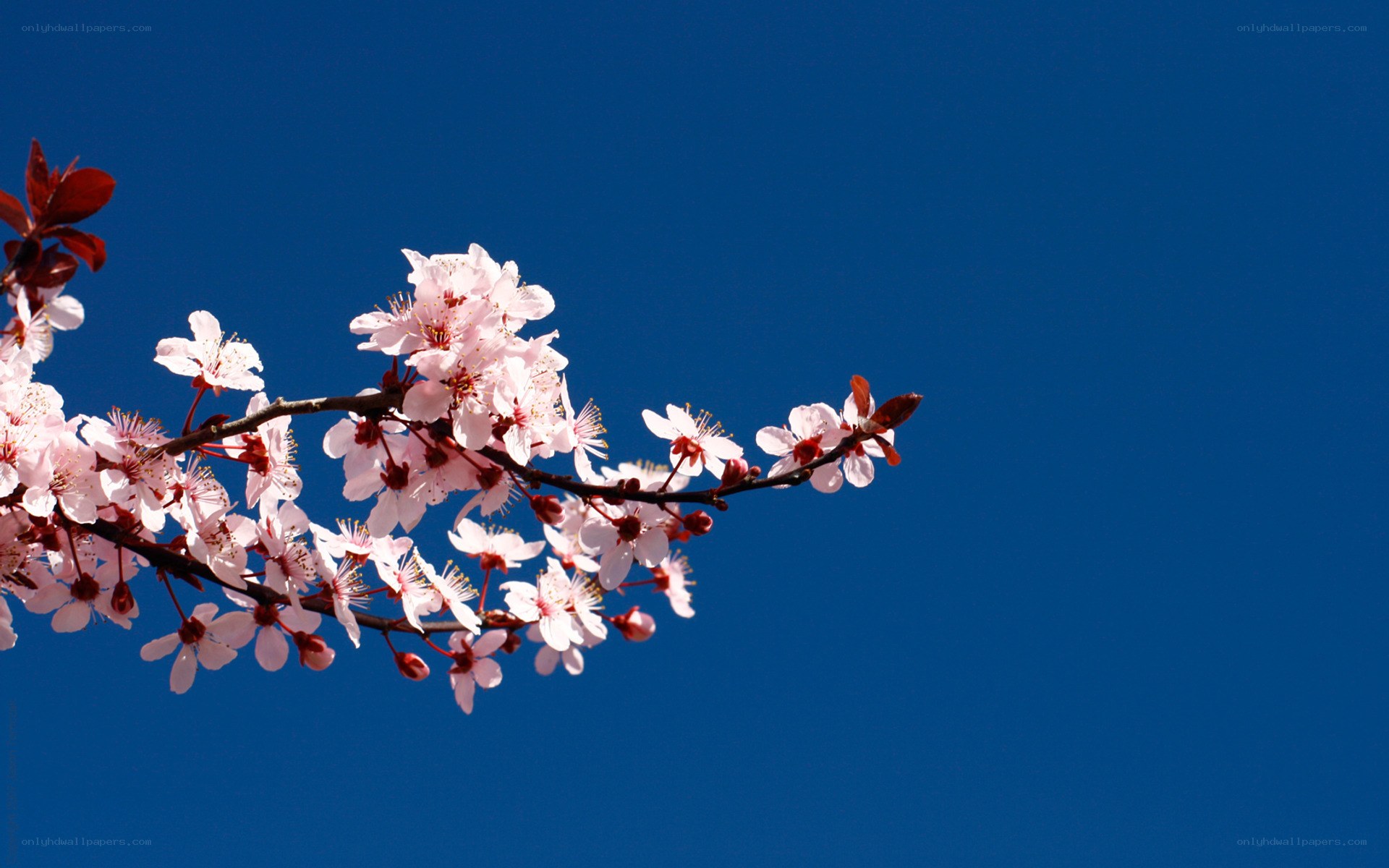 cherry blossoms against blue sky