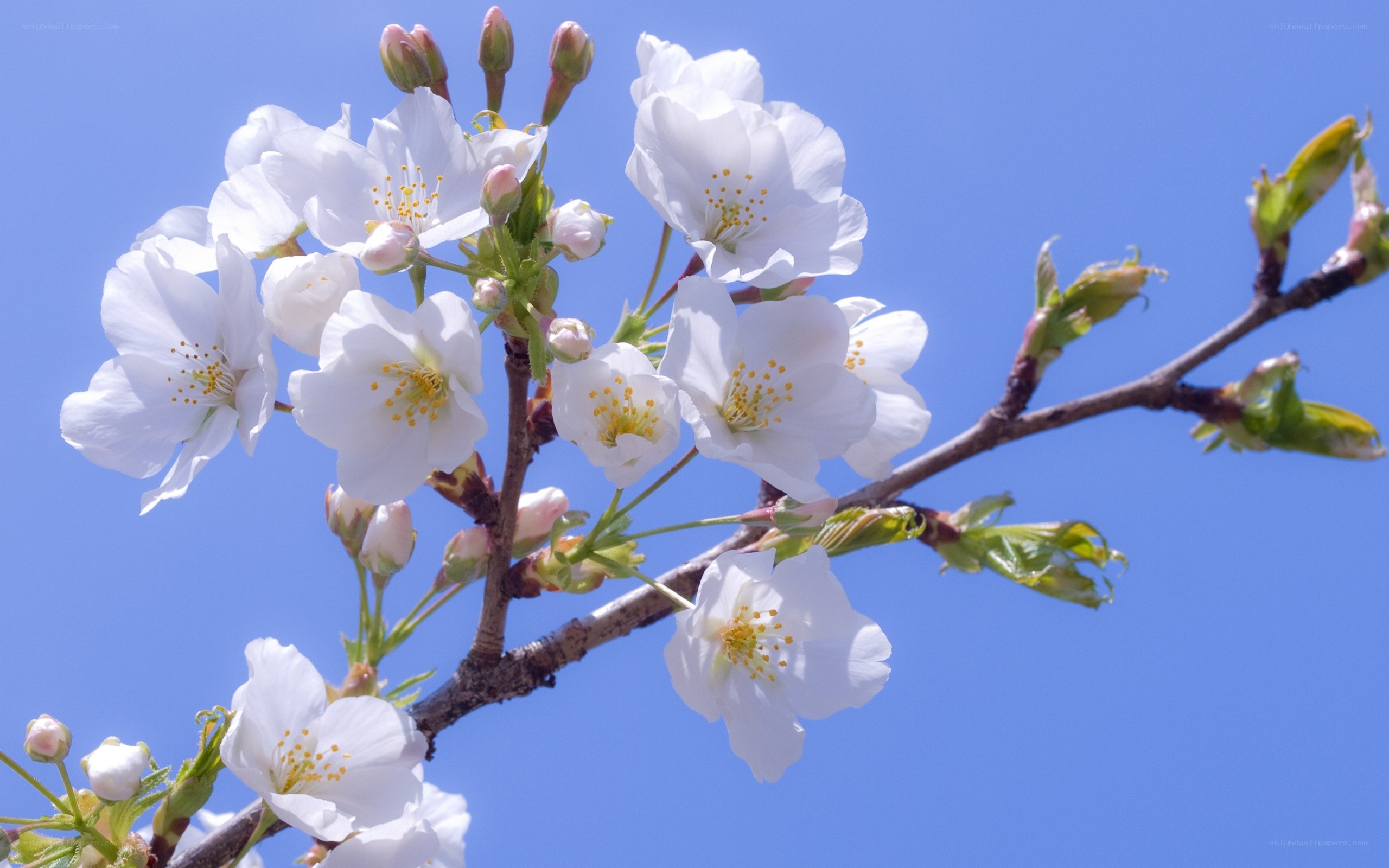 Cherry blossoms against blue sky