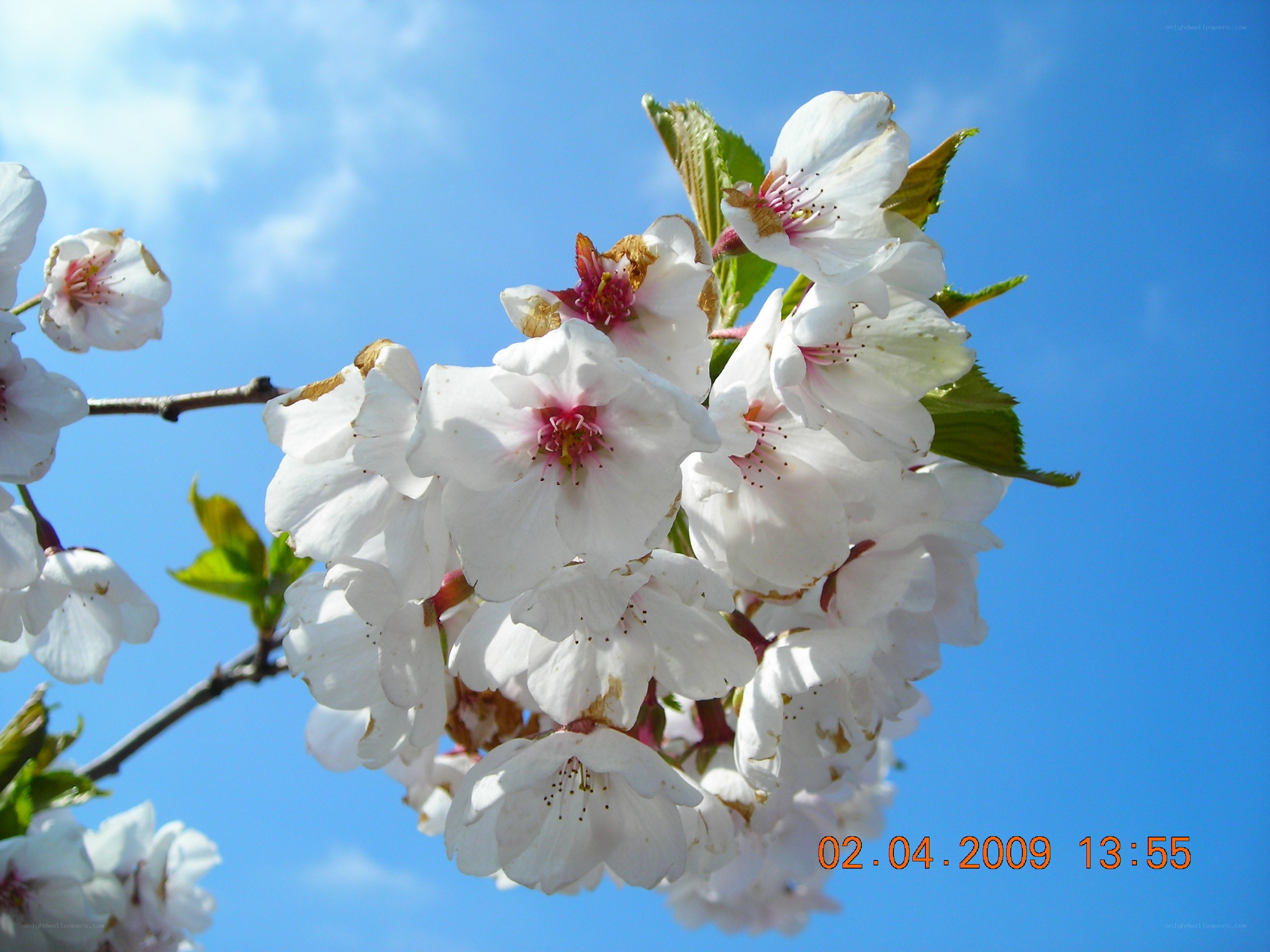 cherry blossoms against blue sky