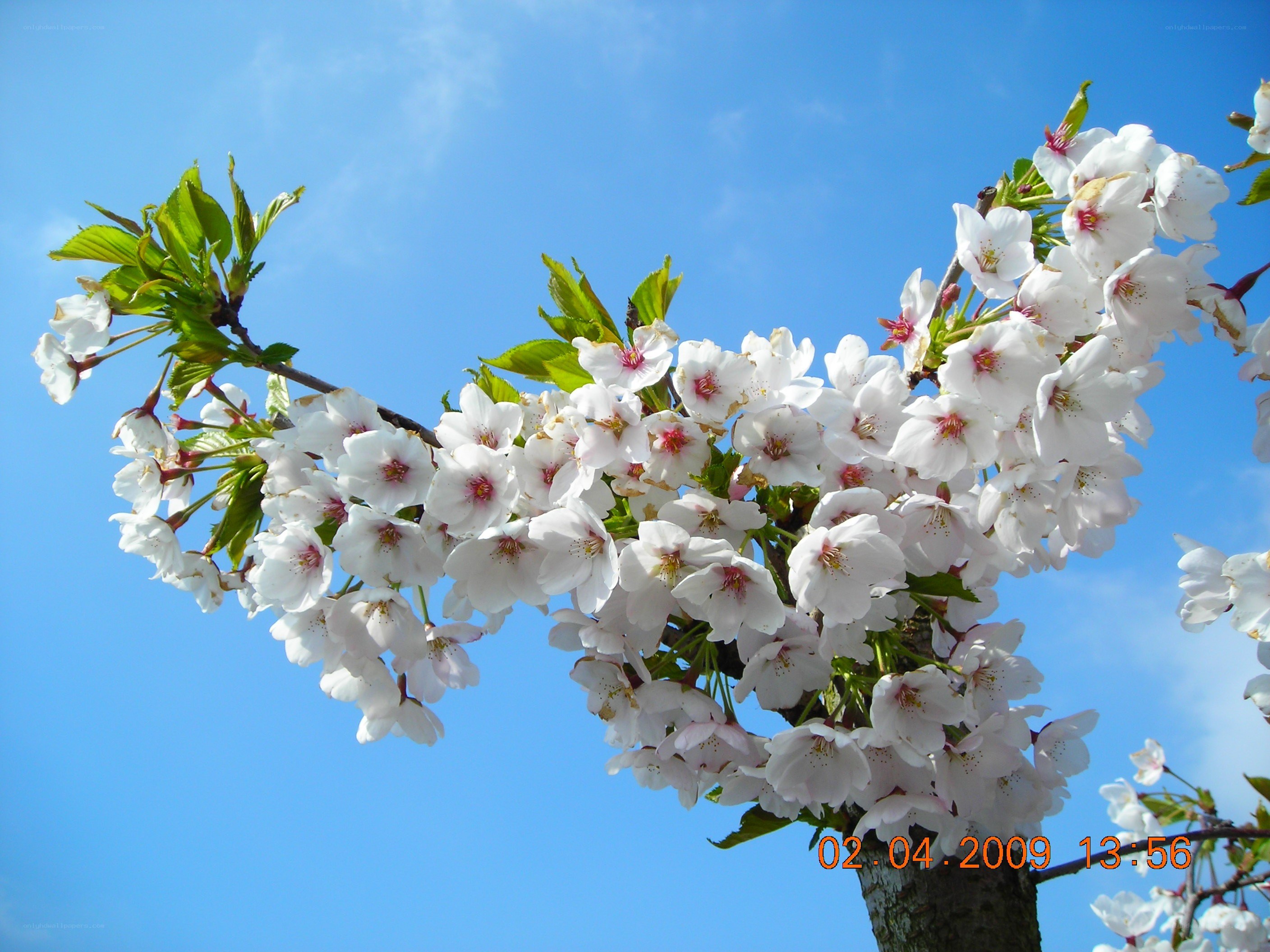 cherry blossoms against blue sky