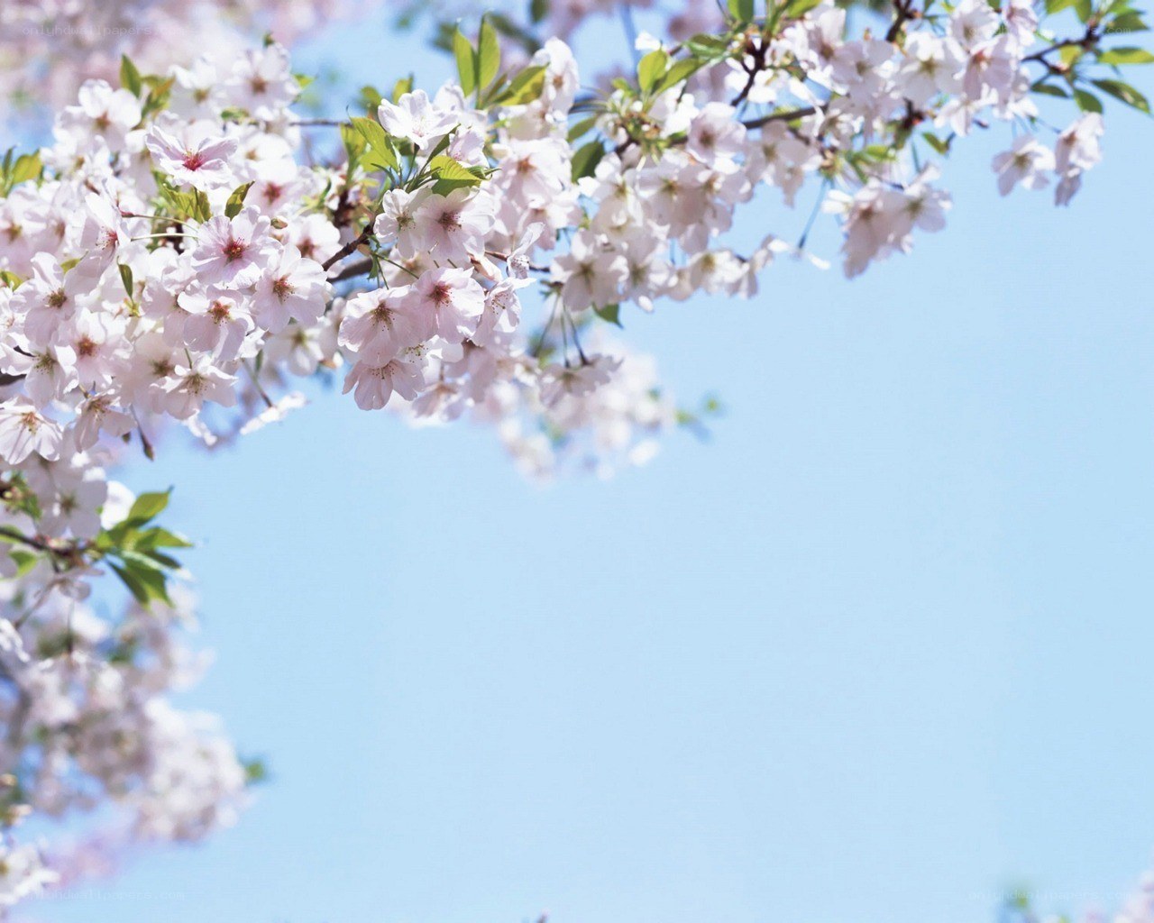 cherry blossoms against blue sky