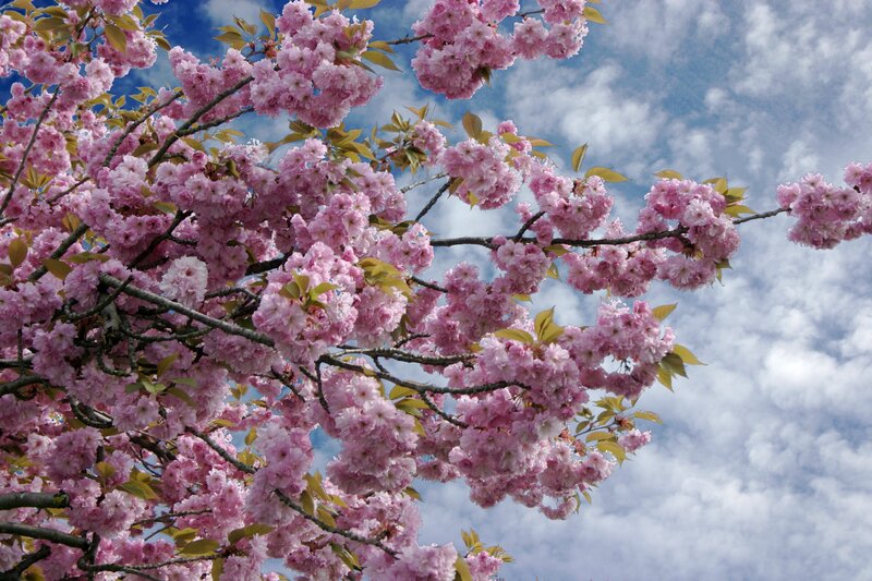 Cherry blossoms against blue sky