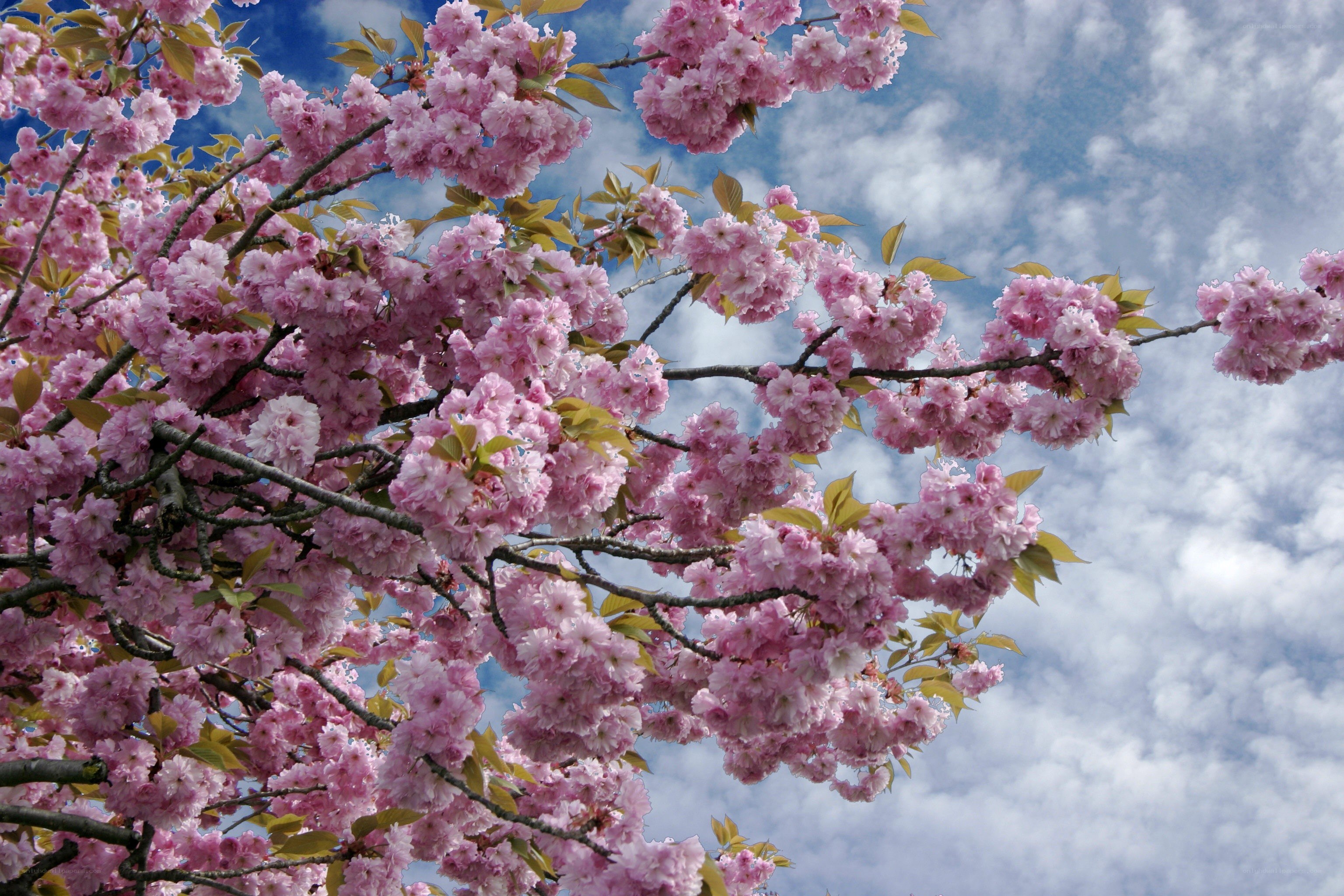 Cherry blossoms against blue sky